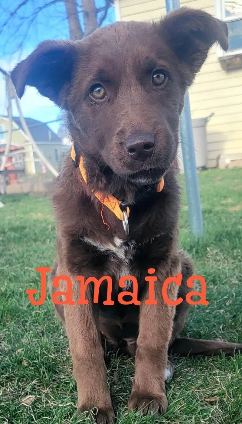 A young small-sized female Australian Cattle Dog / Blue Heeler dog named CoffeeSistersJamaica for adoption in Hardin, MT