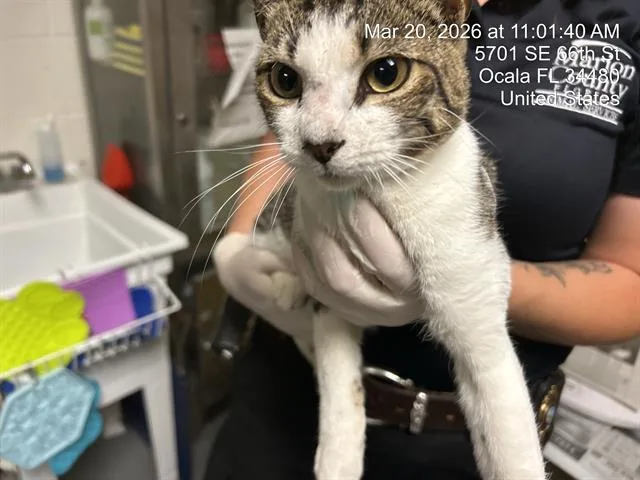 A young small-sized male Domestic Short Hair cat named Chester for adoption in Ocala, FL