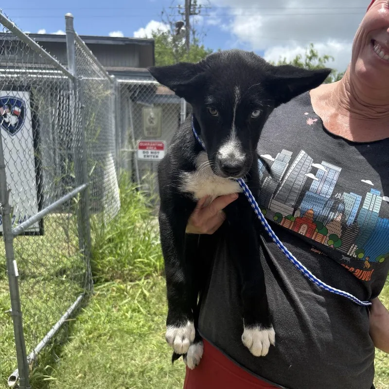 A young medium-sized female Black Mixed Breed dog named Girly Teen Girl for adoption in Austin, TX