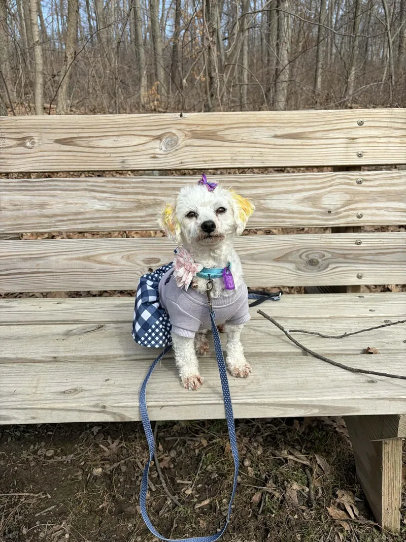 An adult small-sized female Bichon Frise dog named Bit O Honey for adoption in Mukwonago, WI
