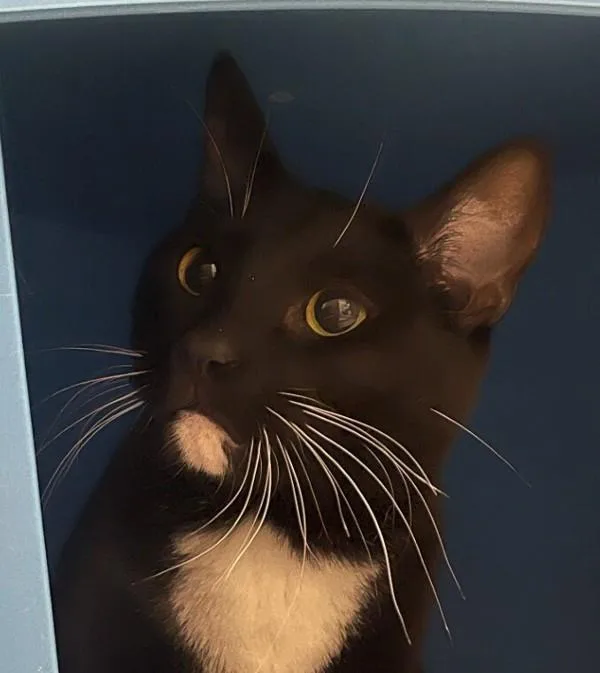 A young small-sized male Domestic Short Hair cat named Shogun for adoption in Golden, CO