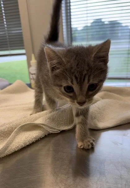 A baby small-sized female Domestic Short Hair cat named Arctic for adoption in Lafayette, IN