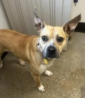 A young medium-sized female Yellow / Tan / Blond / Fawn Pit Bull Terrier dog named Heaven for adoption in Cleveland, OH