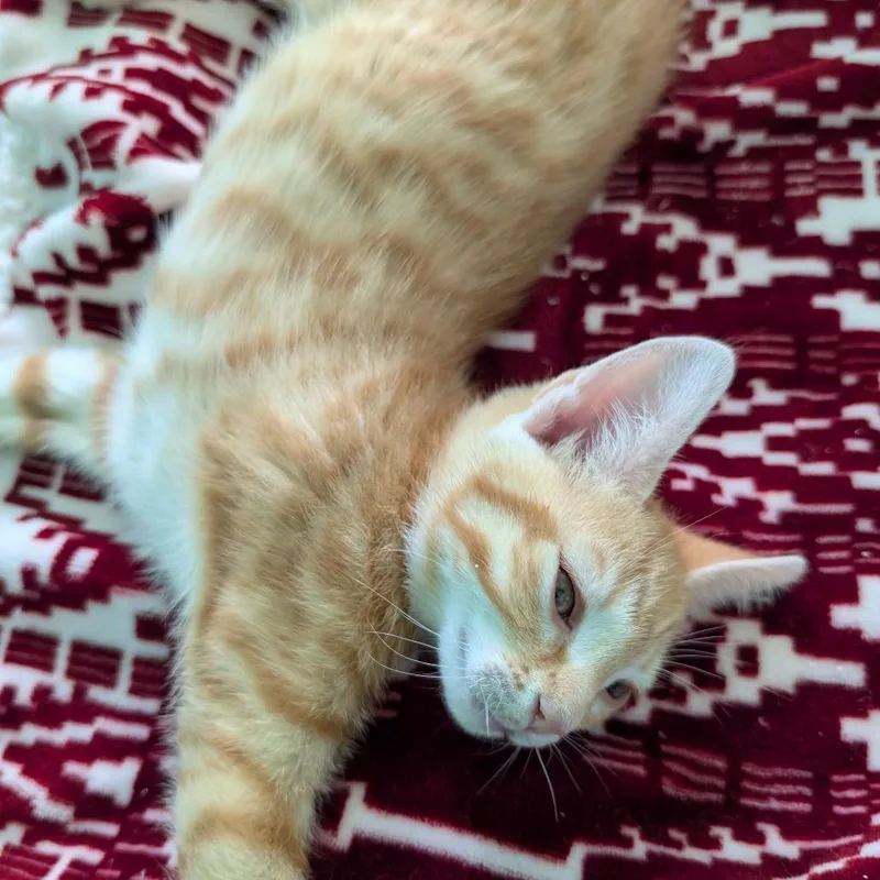 A baby small-sized male Orange / Red Domestic Short Hair cat named Buzz Aldrin for adoption in Roselle, IL