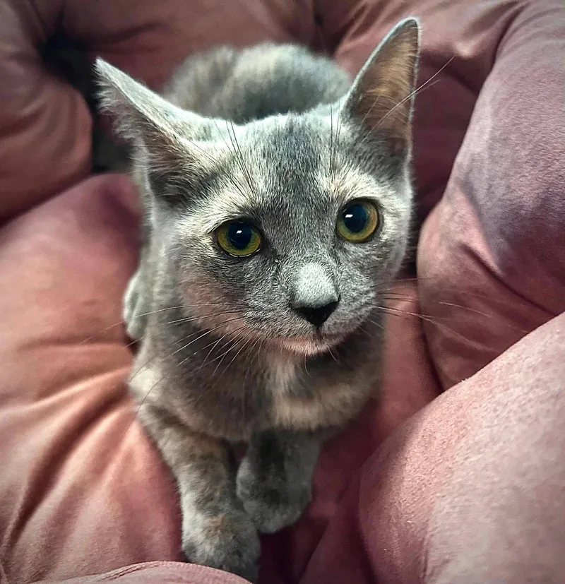 A baby medium-sized female Domestic Short Hair cat named Phoebe for adoption in Gettysburg, PA
