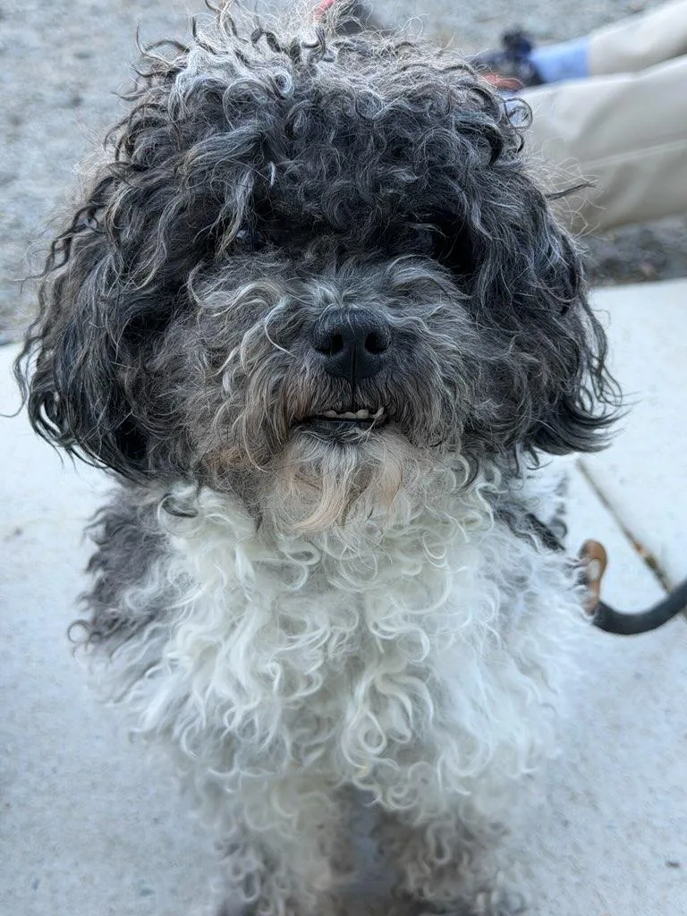 An adult small-sized female Black Shih Tzu dog named Bella for adoption in Manassas, VA