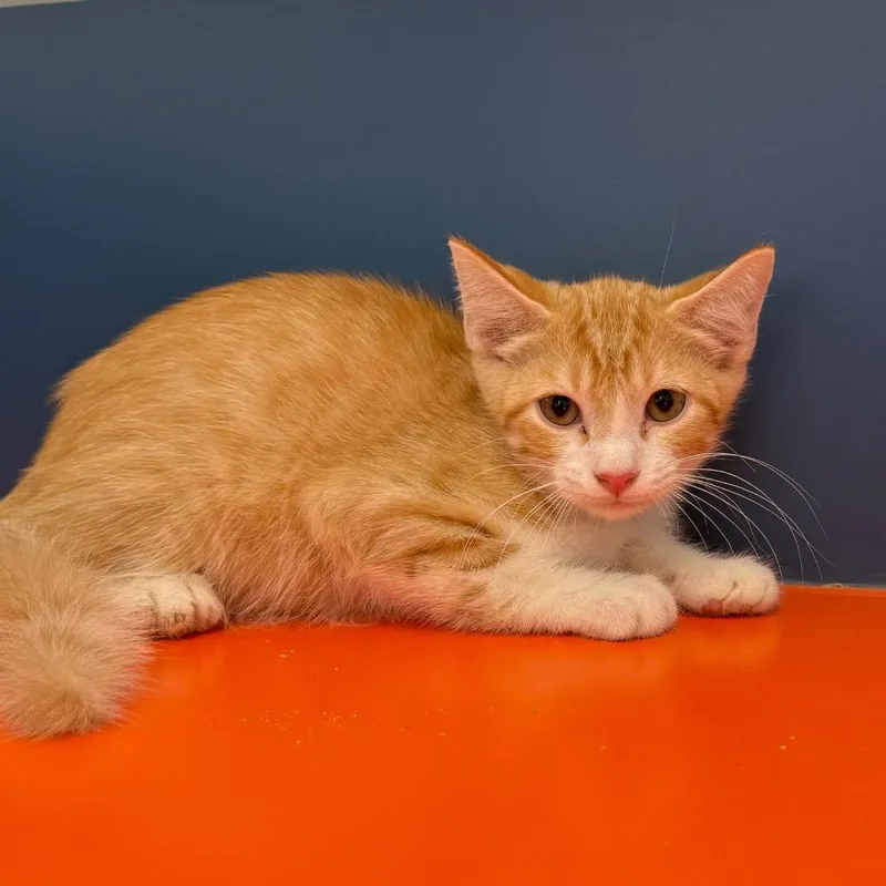 A baby small-sized male Orange / Red Domestic Short Hair cat named Oslo for adoption in Tulsa, OK