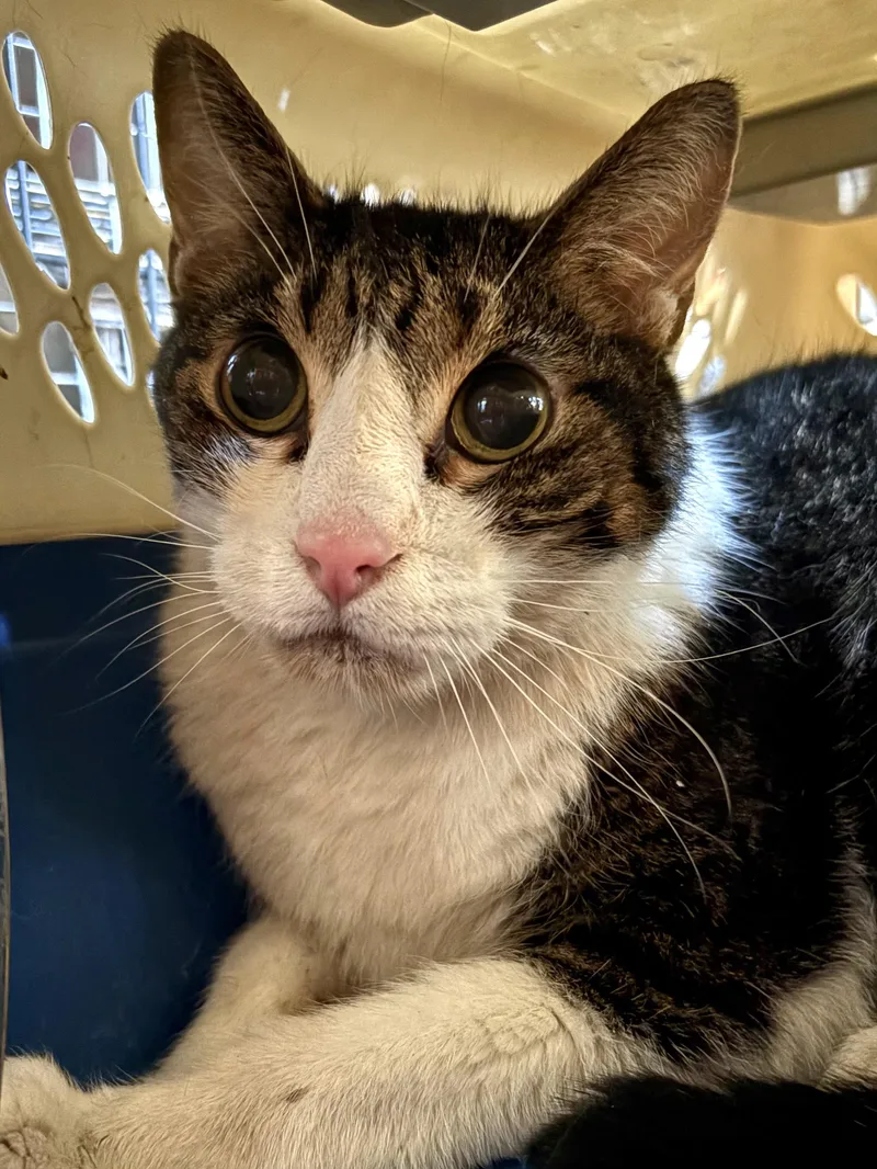 An adult large-sized male Tabby (Gray / Blue / Silver) Domestic Short Hair cat named Mason for adoption in Belvidere, IL