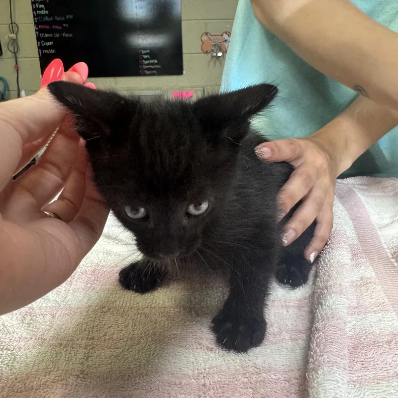 A baby small-sized male Black Domestic Short Hair cat named Clay for adoption in Columbus, NC