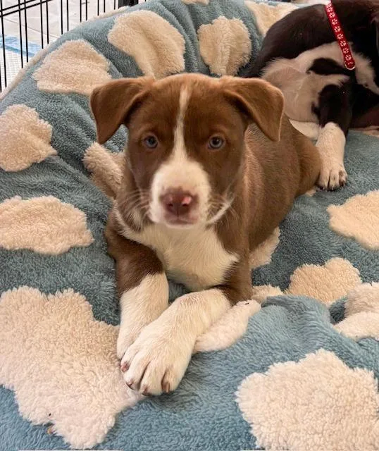 A baby medium-sized female Border Collie dog named Birdie for adoption in Minneapolis, MN