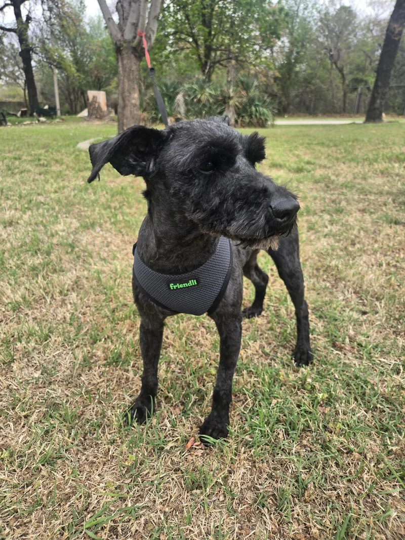 An adult small-sized male Schnauzer dog named Fletcher $ for adoption in Milwaukee, WI