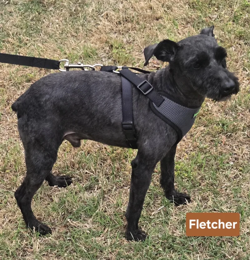 Fletcher   $ thumbnail 6