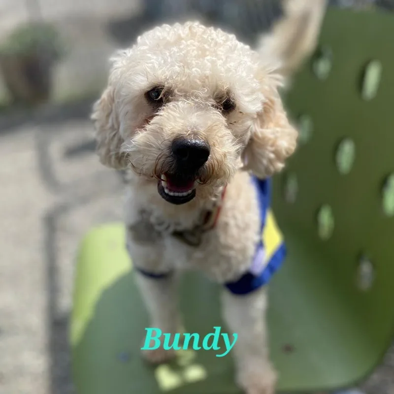 Coco Bundy thumbnail 2