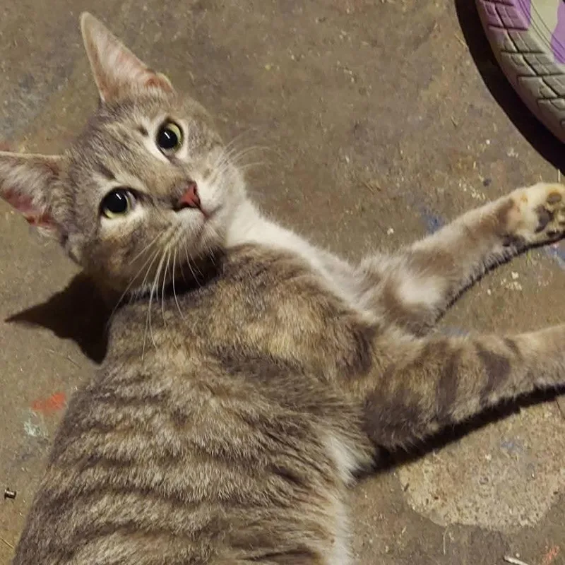 A young medium-sized female Gray / Blue / Silver Domestic Short Hair cat named Lark for adoption in Tipton, IN