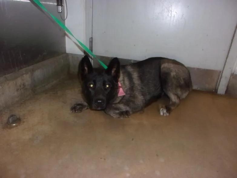 A young medium-sized female Belgian Shepherd / Malinois dog named Penny for adoption in Van Nuys, CA