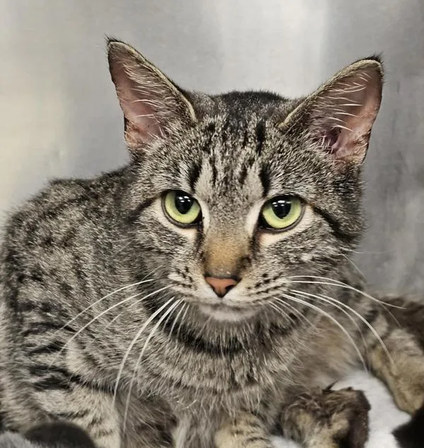 An adult small-sized female Domestic Short Hair cat named Winnie for adoption in Roanoke, VA