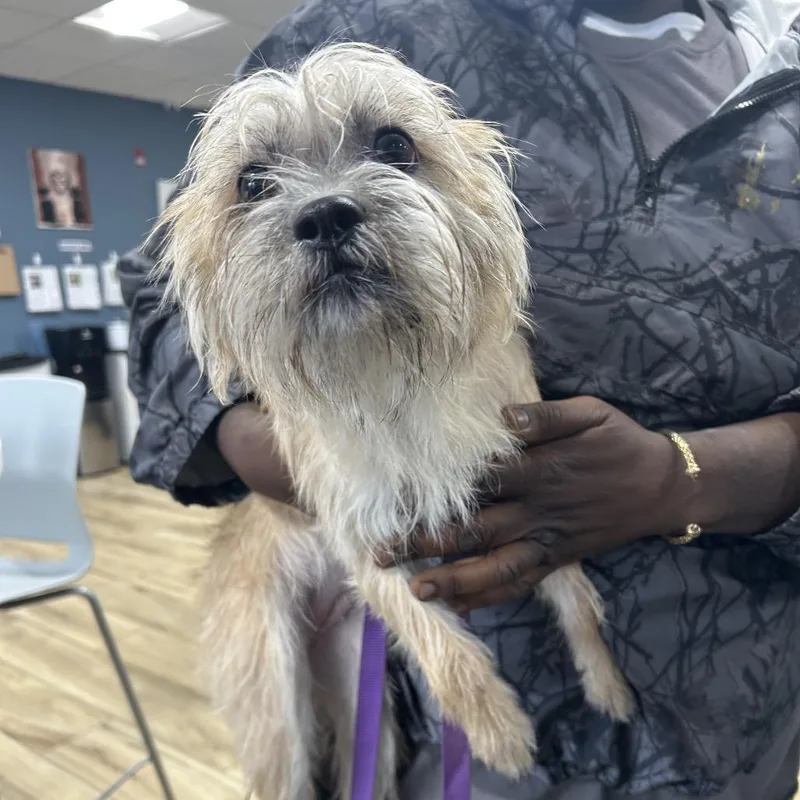 A baby small-sized female Yellow / Tan / Blond / Fawn Wirehaired Terrier dog named Nova for adoption in Newark, NJ