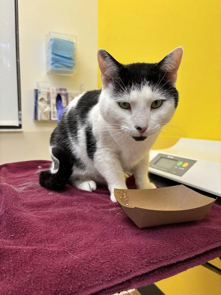 An adult medium-sized male Domestic Short Hair cat named Puffy for adoption in Raleigh, NC