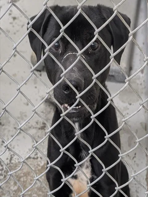A young medium-sized male Labrador Retriever dog named Jake for adoption in Anchorage, AK