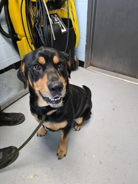 An adult large-sized male Hound dog named Pen  Whiskey for adoption in Lawrenceville, GA