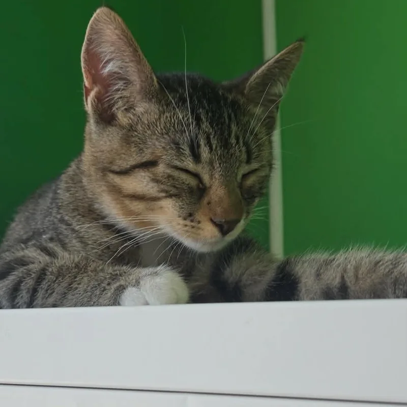 A baby medium-sized male Tabby (Brown / Chocolate) Domestic Short Hair cat named Blaze for adoption in Rochester, NY