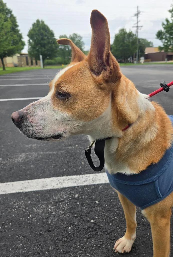 An adult medium-sized female Mountain Cur dog named Sandy for adoption in Sandusky, OH
