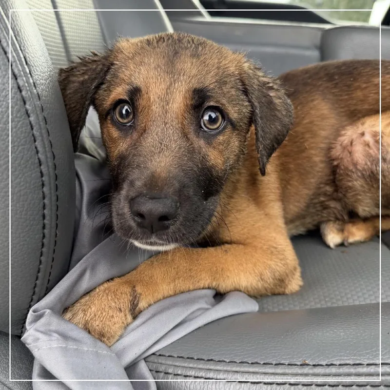 A baby medium-sized male Brown / Chocolate Mixed Breed dog named Ransom for adoption in Little Rock, AR
