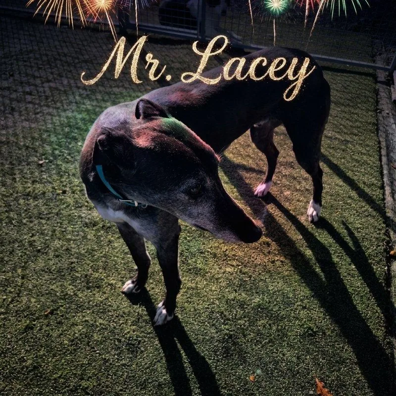 An adult large-sized male Greyhound dog named Mr Lacey for adoption in North Port, FL