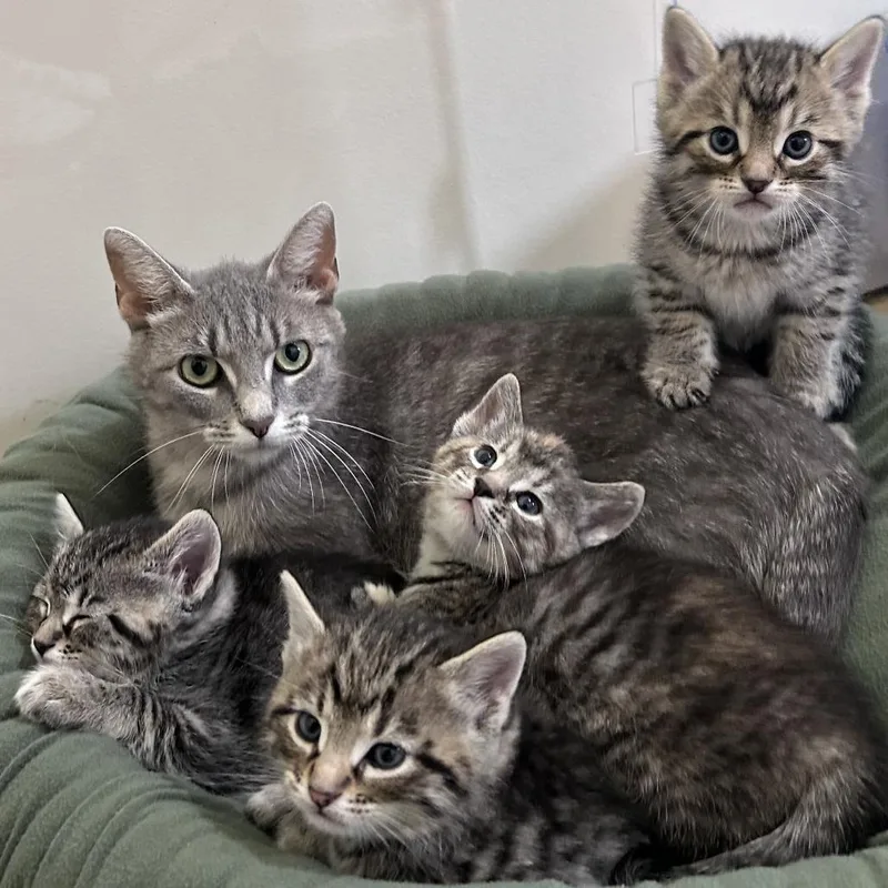 A young medium-sized female Gray / Blue / Silver Domestic Short Hair cat named Olive G. for adoption in Normal, IL