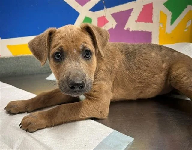 A baby small-sized male Pit Bull Terrier dog named Horace for adoption in Baytown, TX