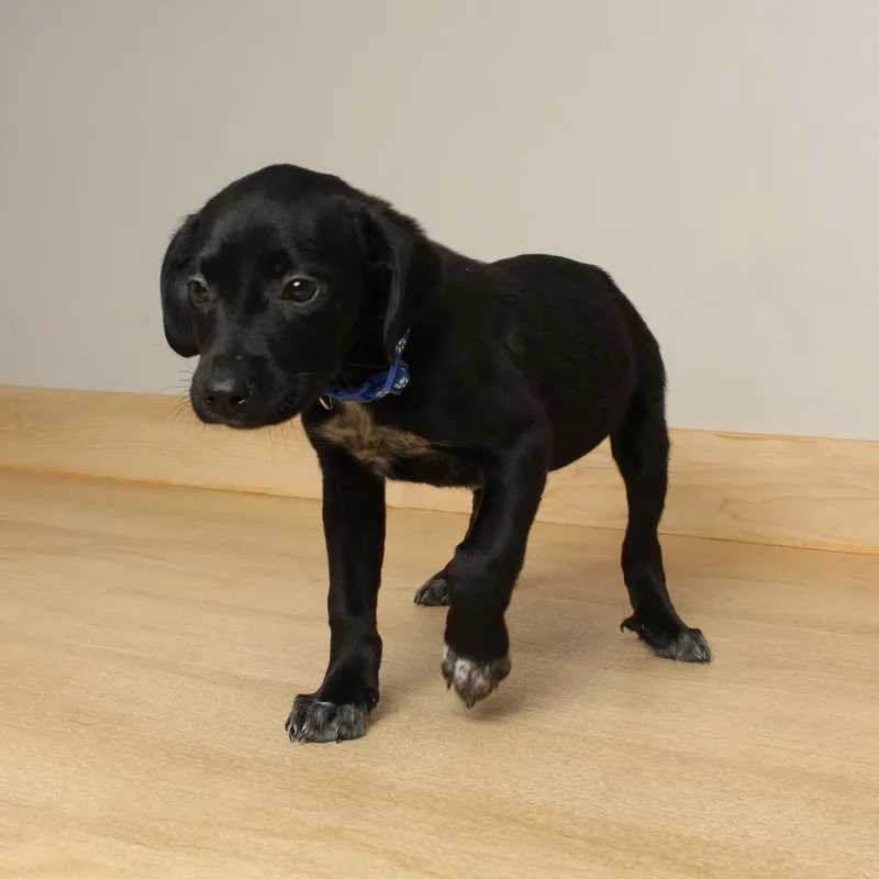 Long John D thumbnail 2