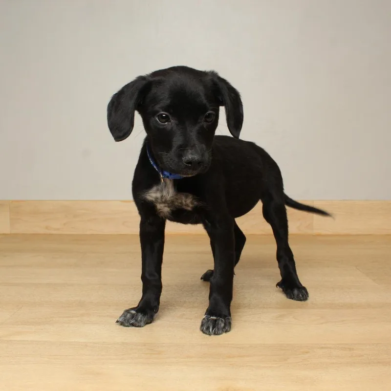 Long John D thumbnail 3