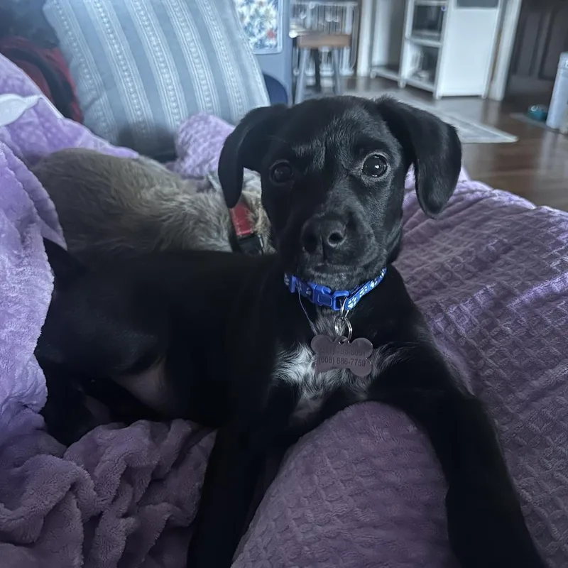 Long John D thumbnail 4