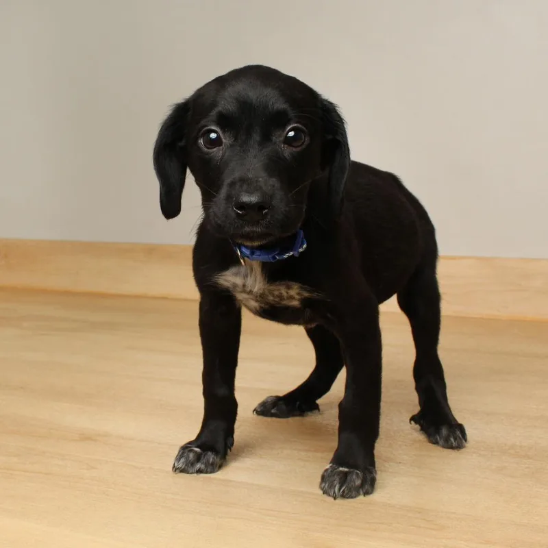 Long John D thumbnail 5