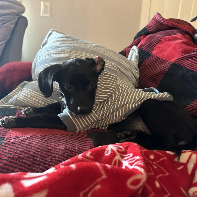 Long John D thumbnail 6