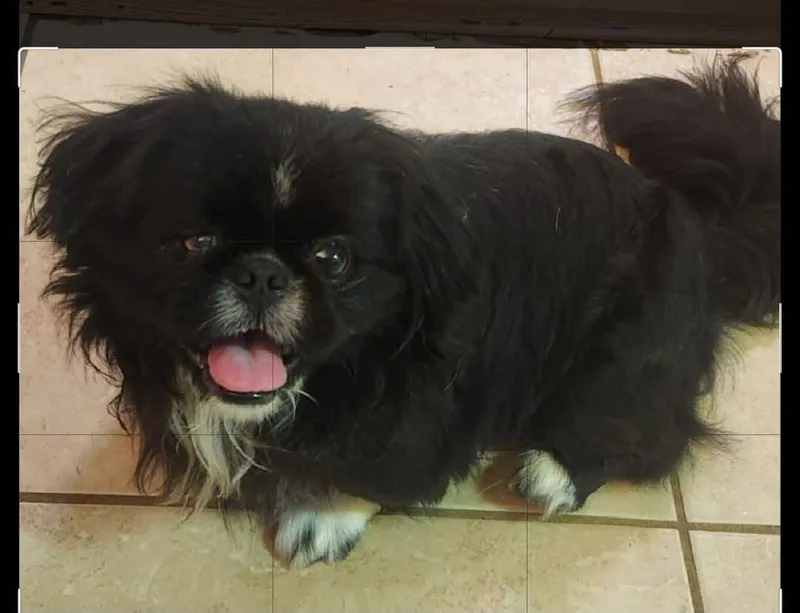 A young small-sized male Pekingese dog named Oreo Moore for adoption in Saunderstown, RI