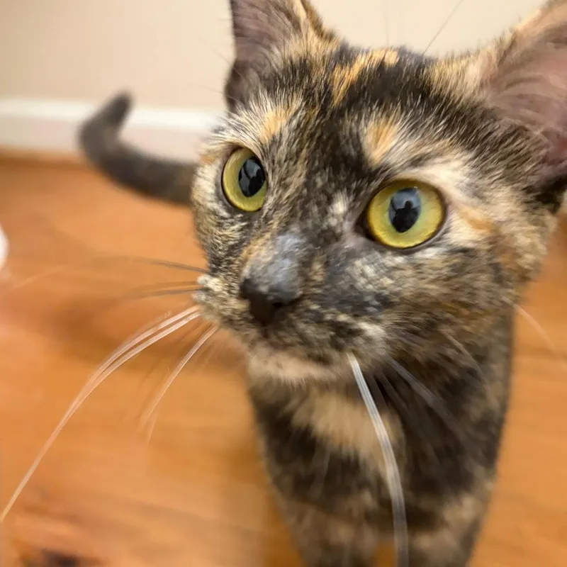 A young medium-sized female Tortoiseshell Domestic Short Hair cat named Mocha for adoption in Durham, NC