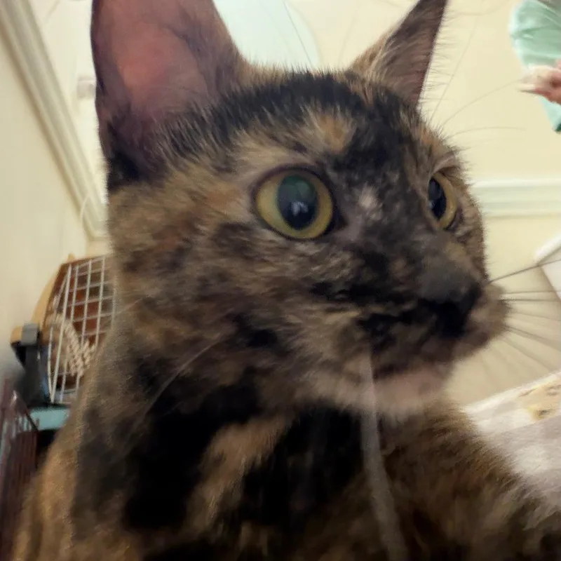 Mocha thumbnail 3