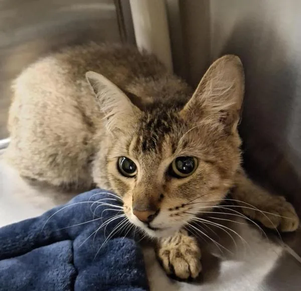 An adult small-sized female Domestic Short Hair cat named Princess for adoption in Vancouver, WA