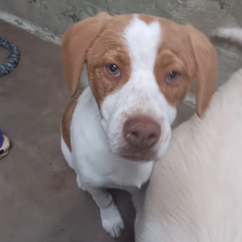 A baby medium-sized male White / Cream Mixed Breed dog named Mac for adoption in Eureka Springs, AR