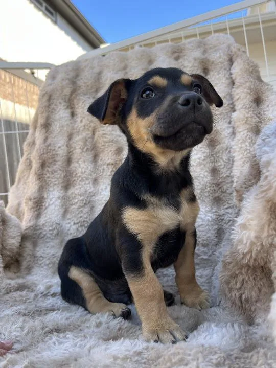 A baby medium-sized male Black German Shepherd Dog dog named Linden for adoption in Pflugerville, TX