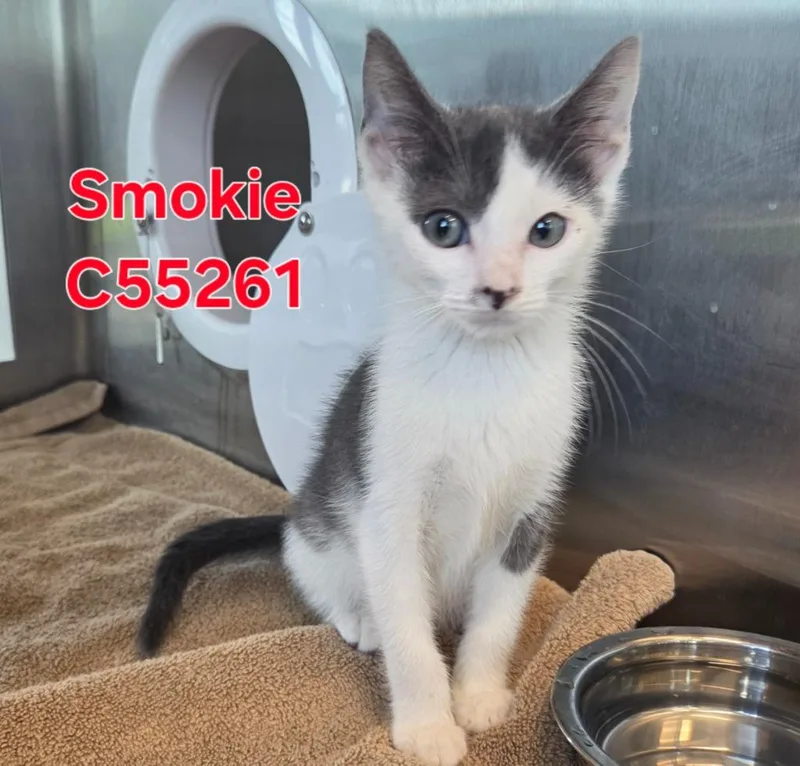 Smokie