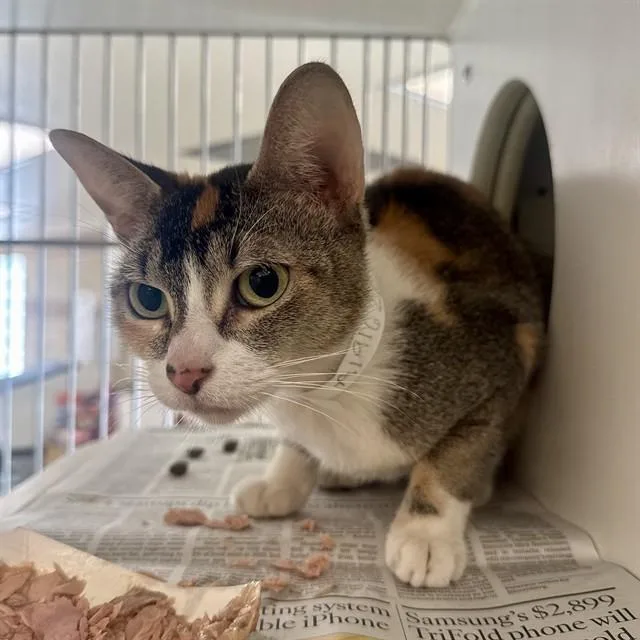 A young medium-sized female Domestic Short Hair cat named Linzey for adoption in Riverside, CA