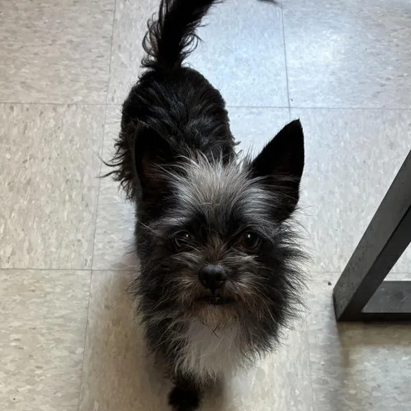 An adult small-sized male Affenpinscher dog named Turbo  Bonded Buddy for adoption in Des Moines, IA