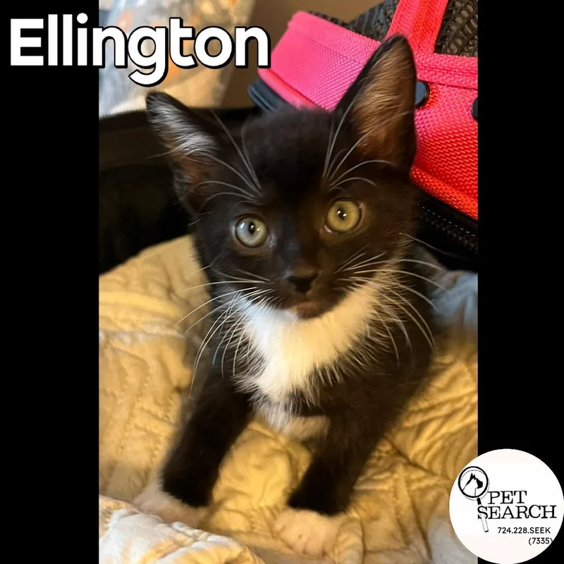 A baby small-sized male Black Domestic Short Hair cat named Ellington for adoption in Washington, PA