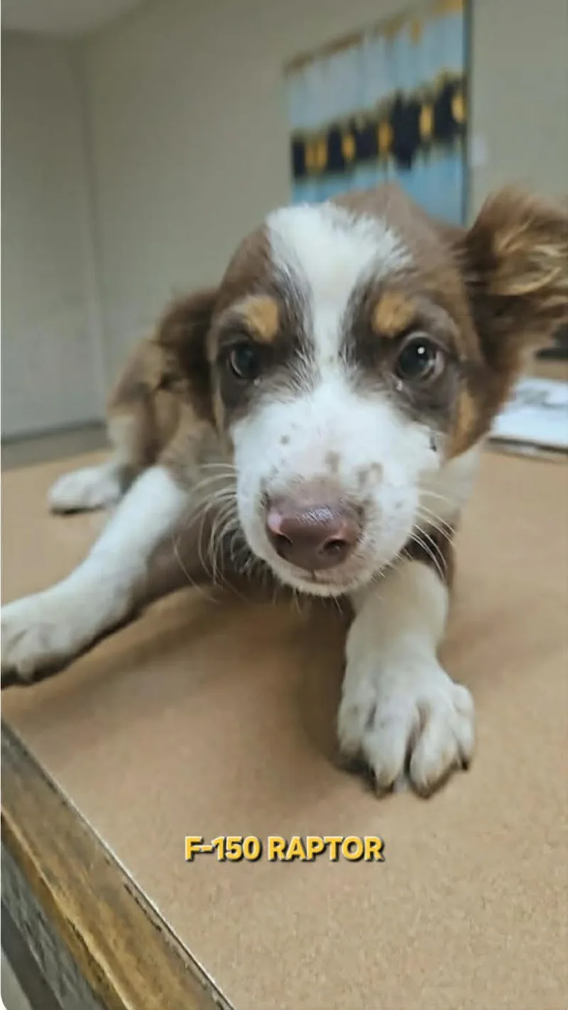 A baby small-sized male Australian Shepherd dog named F Raptor Cars for adoption in Wakefield, RI