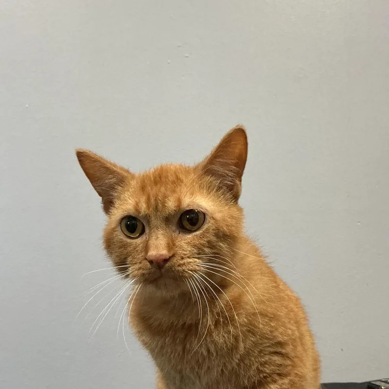 An adult medium-sized male Domestic Short Hair cat named Texas Toast for adoption in Cabot, AR