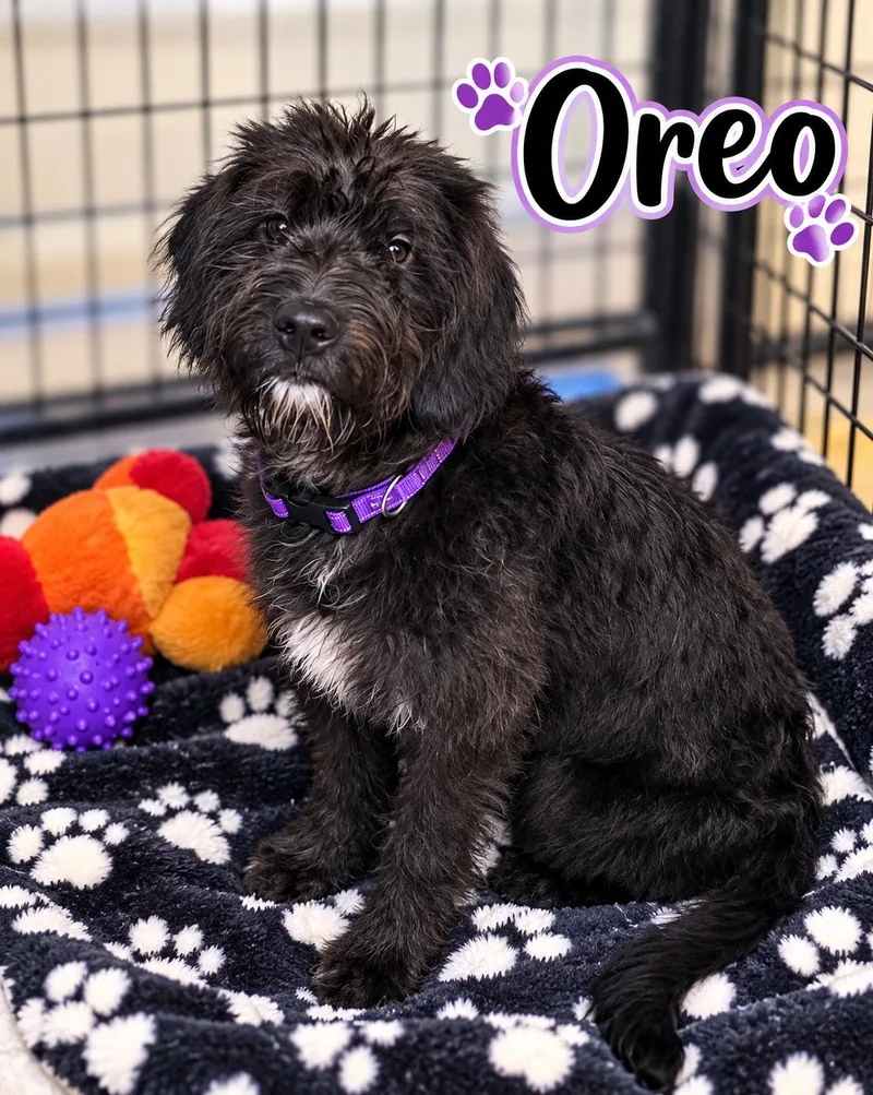 A young large-sized female Goldendoodle dog named Oreo for adoption in Momence, IL