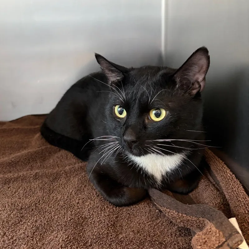 An adult large-sized male Black Domestic Short Hair cat named Canoli for adoption in Council Bluffs, IA