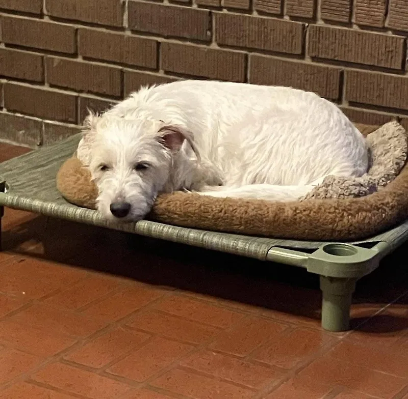 A baby medium-sized female White / Cream Jack Russell Terrier dog named Pearl for adoption in Choudrant, LA